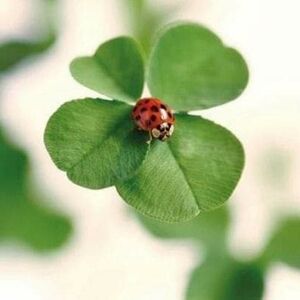 Mystery Western Bundle (2 Options)